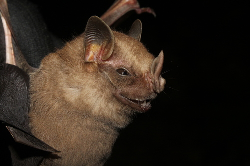 Brown Tent-making Bat (Uroderma magnirostrum)