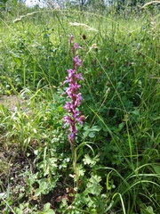 Himantoglossum formosum