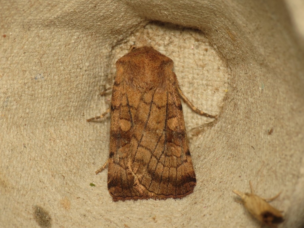 Six-striped Rustic