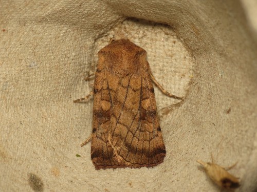 Six-striped Rustic