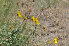 Helianthus cusickii