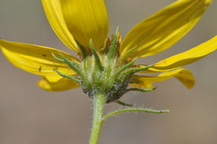 Helianthus cusickii