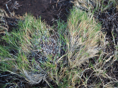 Distichlis distichophylla