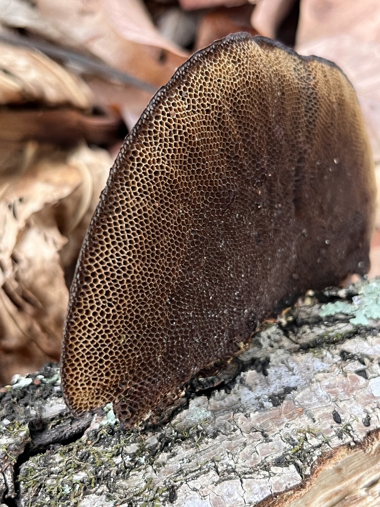 Hexagonia hydnoides · October 2024 · photo: © mariobarroso (iNaturalist, cc-by)