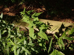 Amsonia tabernaemontana