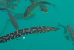 Mesopotamian Spiny Eel photo 2