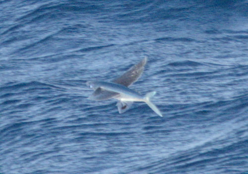 Manyspotted flyingfish (Cheilopogon spilopterus) — Exocoetidae — 4