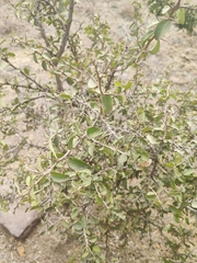Maytenus arbutifolia