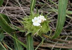 Crabbea angustifolia
