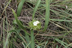Crabbea angustifolia