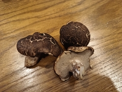 Scaly Hedgehog (Sarcodon squamosus)