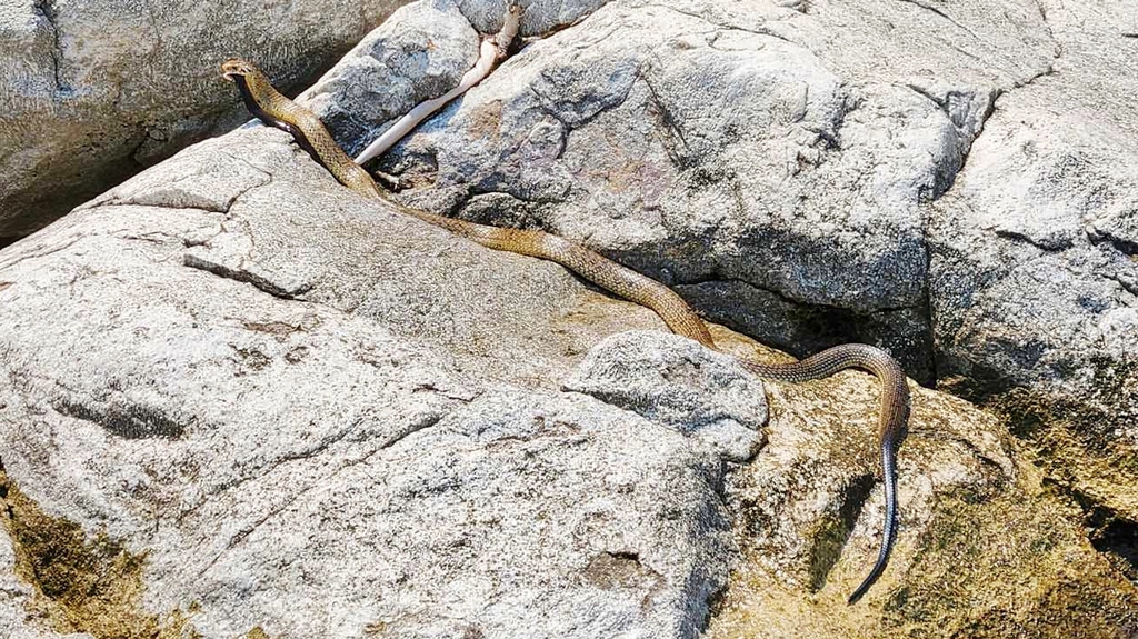 African mottled eel (Anguilla labiata) — Anguillidae