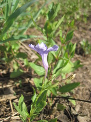 Ruellia nudiflora nudiflora