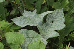 Erysiphe heraclei