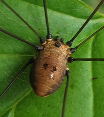 Leiobunum calcar