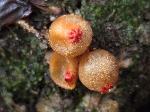 Calostoma japonicum