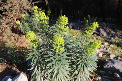 Euphorbia characias