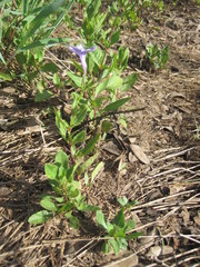 Ruellia nudiflora nudiflora