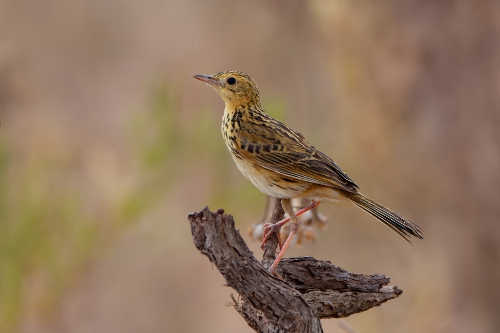 Ochre-Breasted Pipit