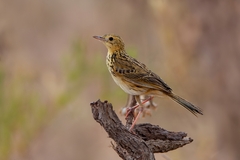 Ochre-Breasted Pipit photo 1