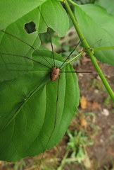 Leiobunum calcar
