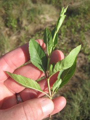 Ruellia nudiflora nudiflora