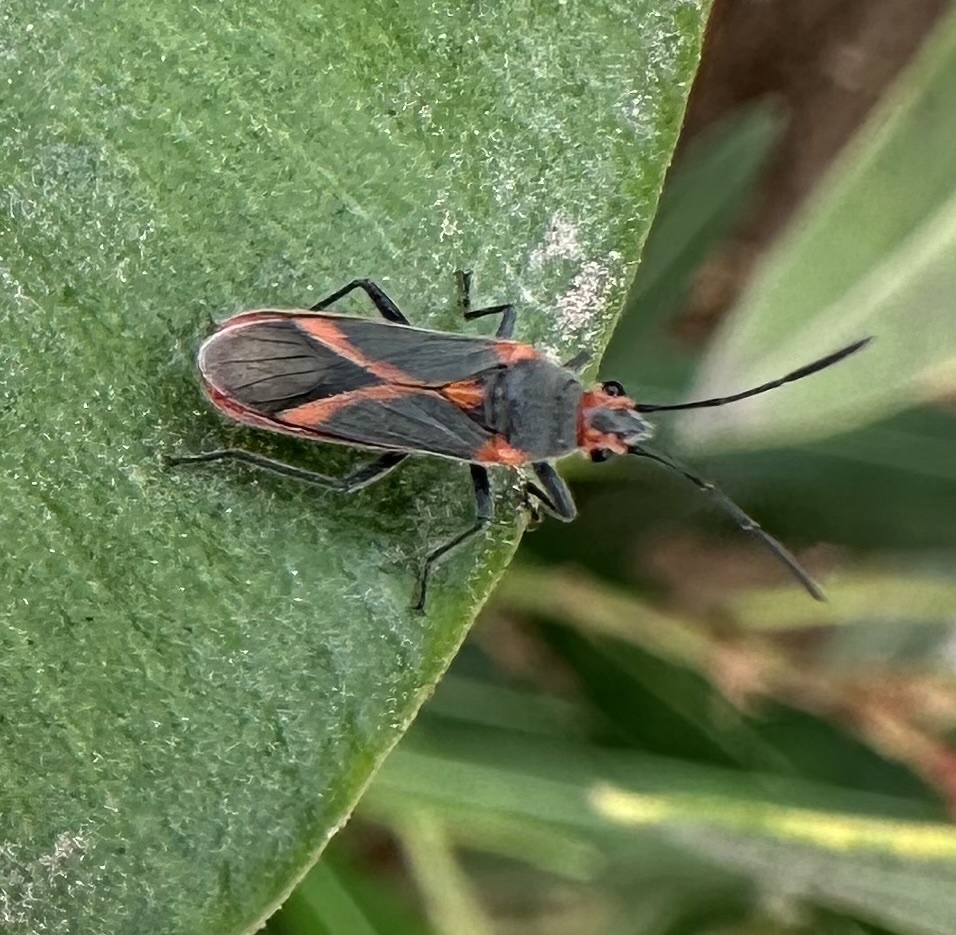 Caenocoris nerii