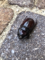 Oryctes nasicornis corniculatus