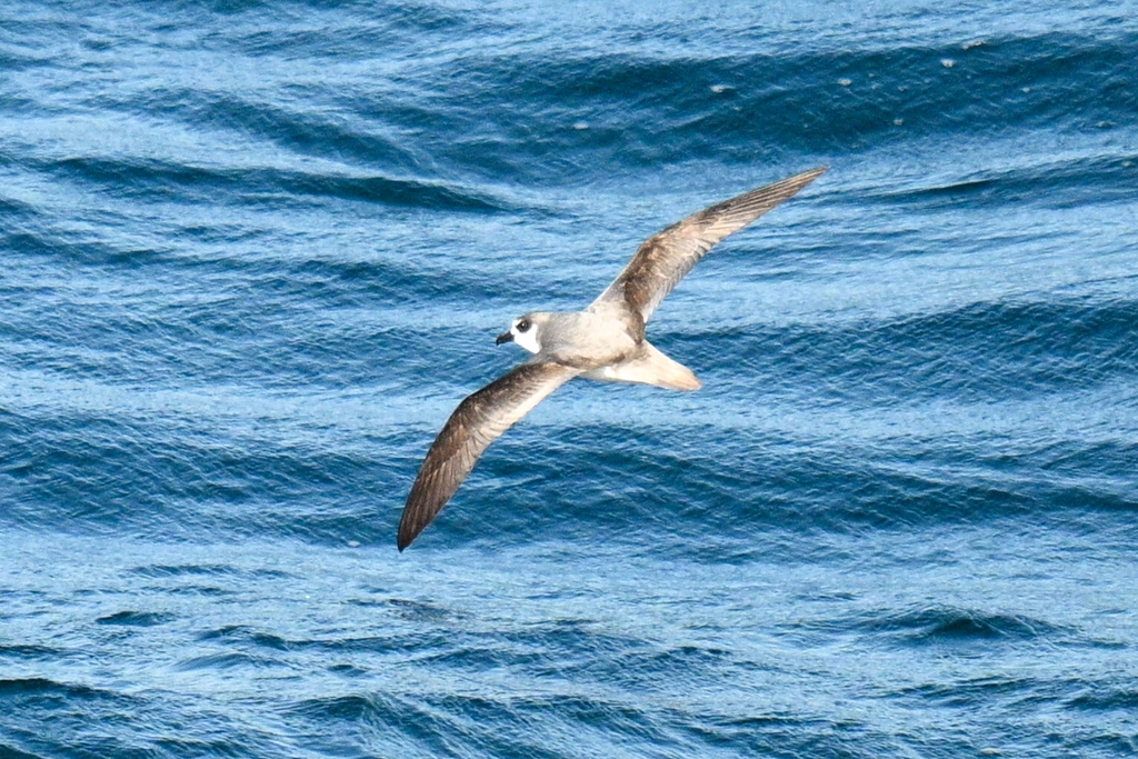 Masatierra Petrel