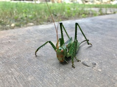 Neobarrettia spinosa