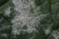 Golovinomyces cynoglossi