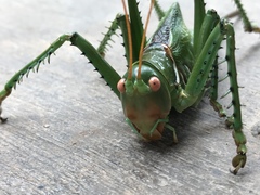 Neobarrettia spinosa