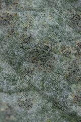 Erysiphe heraclei