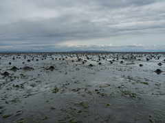 Abarenicola pacifica