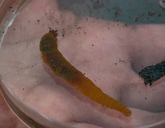 Abarenicola pacifica