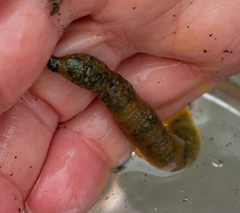 Abarenicola pacifica