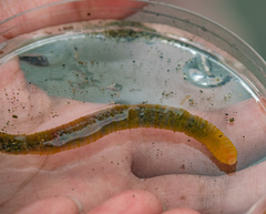 Abarenicola pacifica