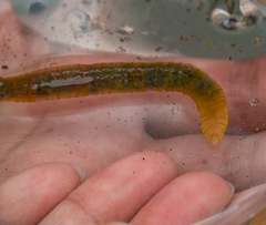 Abarenicola pacifica