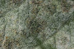 Erysiphe heraclei