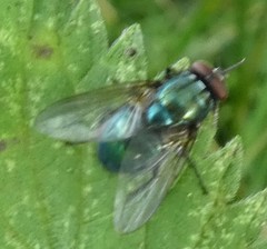 Eudasyphora cyanella