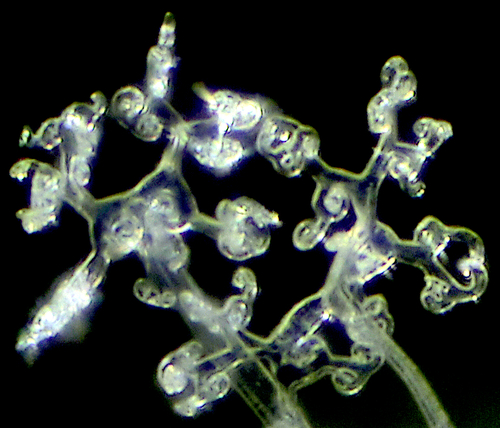 Erysiphe lonicerae