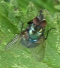 Eudasyphora cyanella