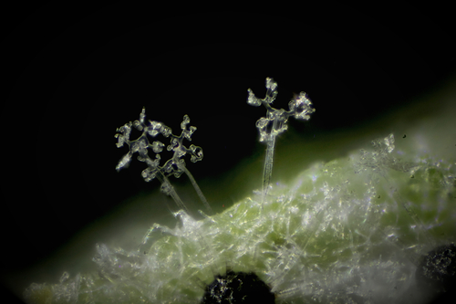 Erysiphe lonicerae