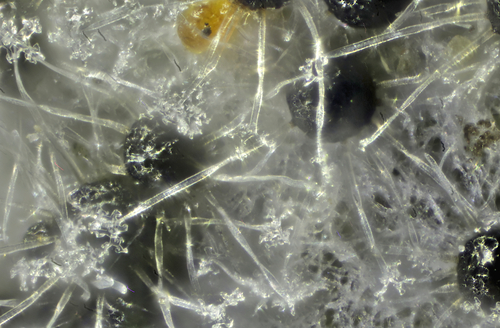 Erysiphe lonicerae