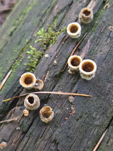 Nidula niveotomentosa