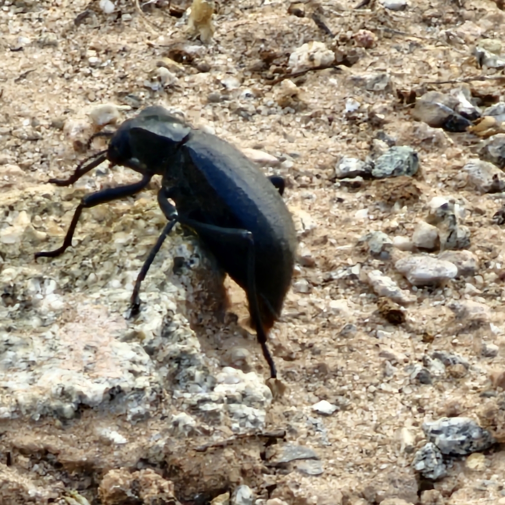 Darkling Beetles from Teec Nos Pos, AZ 86514, USA on October 15, 2024 ...