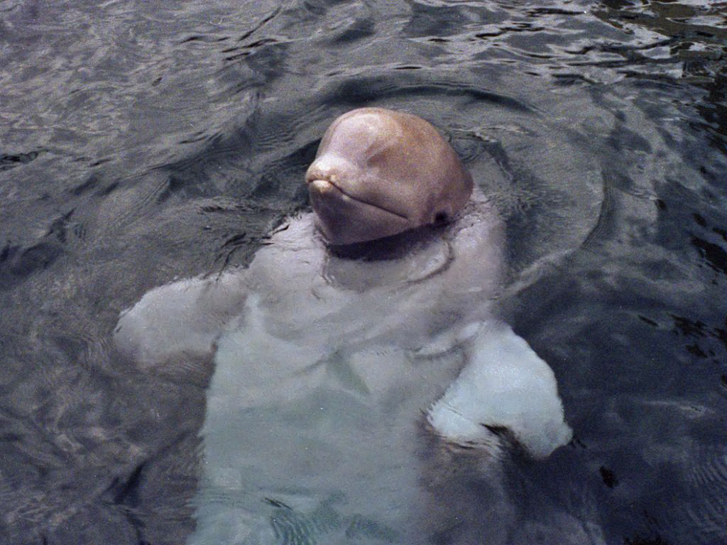 Belugas