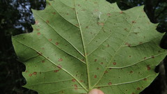 Cercospora