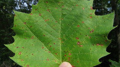 Cercospora