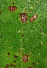 Cercospora